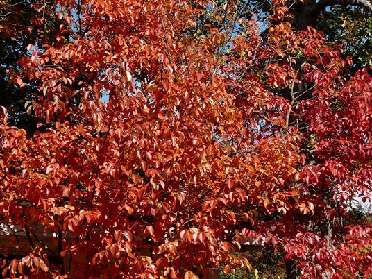 {Pseudocydonia sinensis}